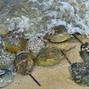 Horseshoe crabs are “evolutionary superstars” that have been around for 245 million years.  CAPE COD MUSEUM OF NATURAL HISTORY COURTESY PHOTO