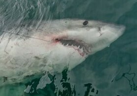 LeeBeth, a 14-foot female great white shark, was tagged off South Carolina last summer. ATLANTIC WHITE SHARK CONSERVANCY PHOTO