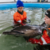 The first dolphin treated at IFAW’s new Orleans facility is cared for in one of the facility’s tanks. IFAW PHOTO