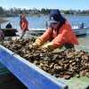Barnstable County AmeriCorps members Sara Abbitt, left, and Emily Gilot sort oysters Monday at Oyster Pond Beach during the annual transfer of the shellfish from their winter to summer grounds. TIM WOOD  PHOTO