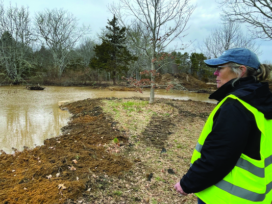 Drusy Henson, chair of the Orleans Conservation Commission, observes a pond at Putnam Farm that was cleared of overgrowth last week. The clearing is part of an effort to restore the pond and a neighboring shrub swamp to their natural condition.  RYAN BRAY PHOTO