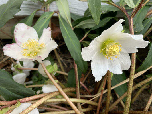 Hellebores bloom in winter and can perk up a dreary winter garden. MARY RICHMOND PHOTO